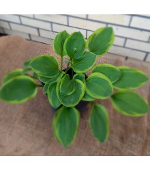 Хоста Fragrant Bouquet