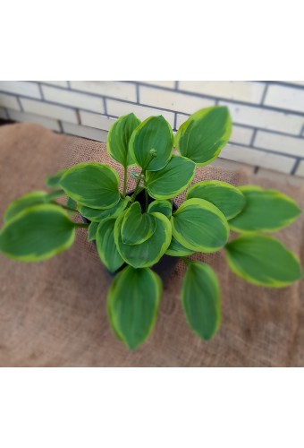 Хоста Fragrant Bouquet